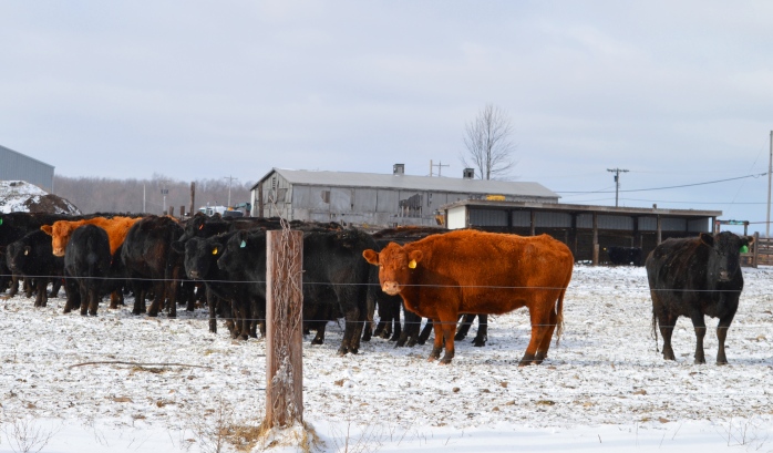 021617_fromwhereistand_these-cows-look-cold
